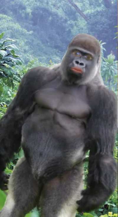A wild gorilla has appeared