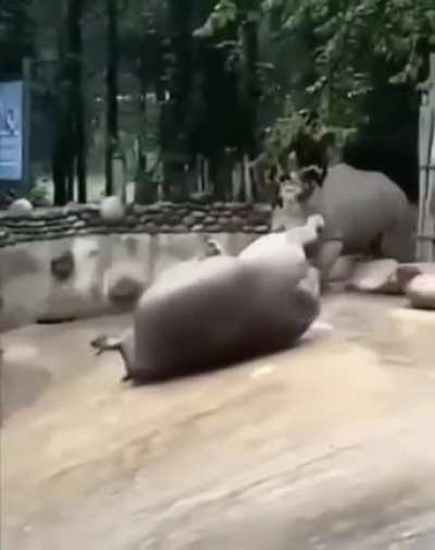the bigger they are, the slower they fall