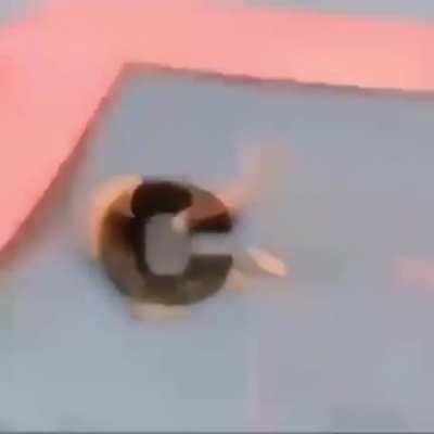 The Great C
