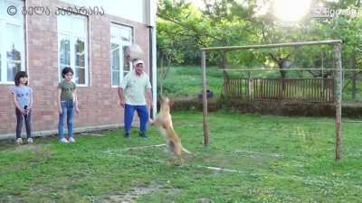 Goalkeeper dog from Georgia