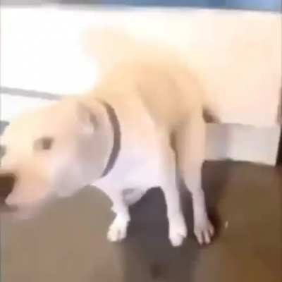 dog rule