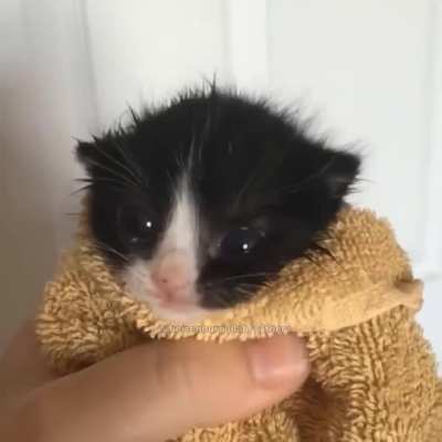 kitten ending