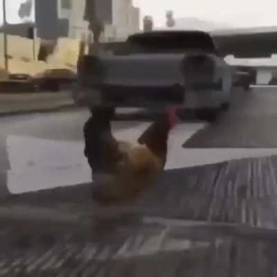 The chicken didn't cross the road :'(