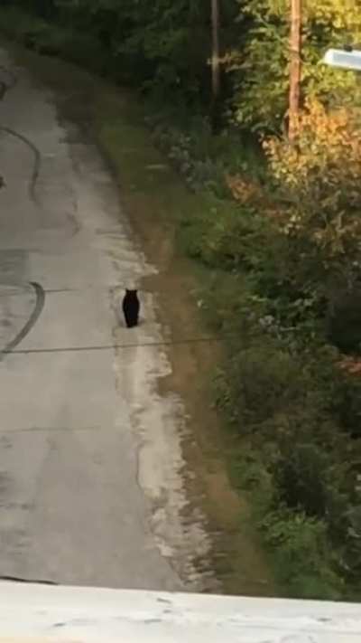 Bear