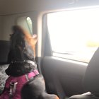 Someone got too excited for puppy car ride...