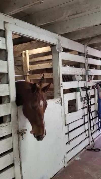 Dakota's been on stall rest for months due to injury, I think he's finally lost his mind.