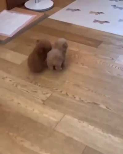 Pawtatoes