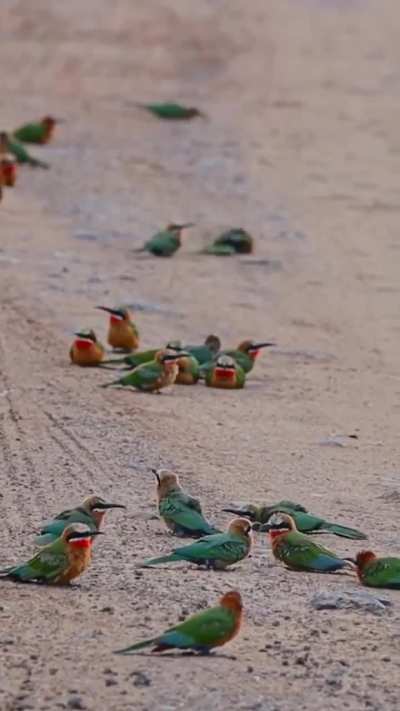 🔥 These White Fronted Bee Eater birds enjoying a late afternoon sand bath. (Sound on)