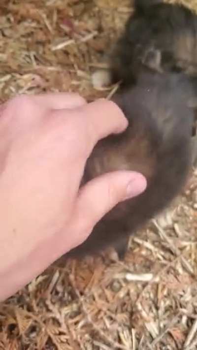 These tiny guys we found under the shed