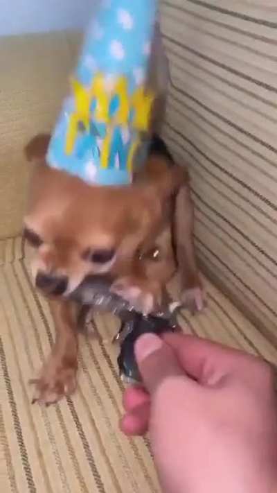 Holup dog