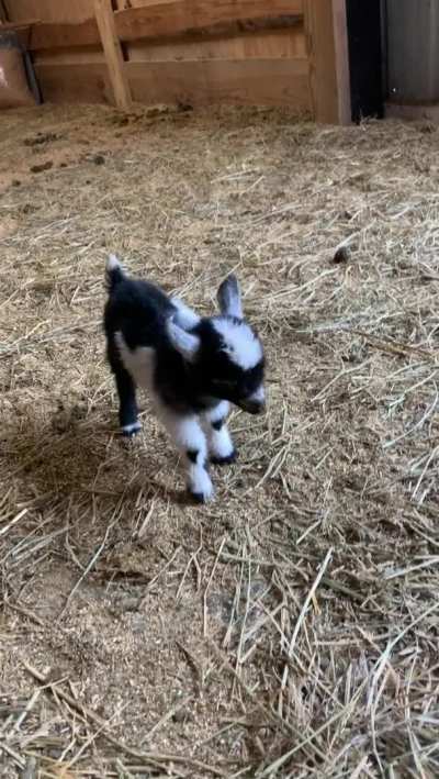 Milk Dud,sweet runt, is 9 days old !