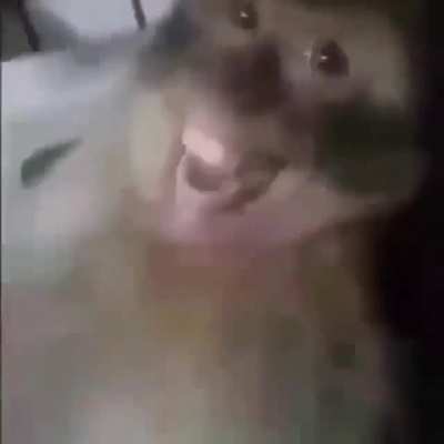 Kanakeshcar?What do you mean monke.