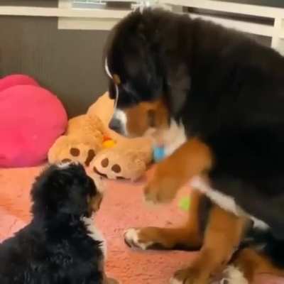 Good Boy