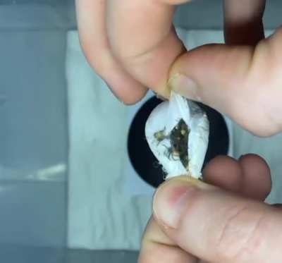 Forbidden tea bag