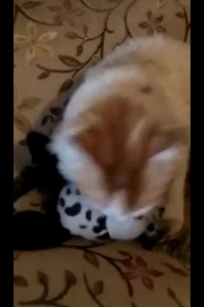 Revenge of the cat