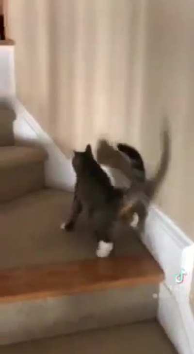 Напом<wbr>инаем<wbr>, что спаив<wbr>ать котен<wbr>ьку - это у нас статья 316 Уголо<wbr>вного Кодека Казах<wbr>стана<wbr>. Жесто<wbr>кое обращ<wbr>ение с живот<wbr>ными.