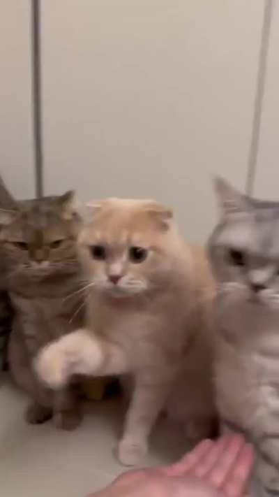 Cats Giving Paws