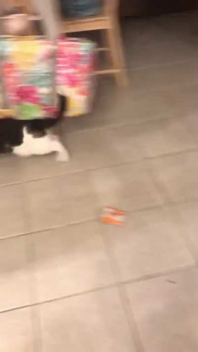 Cats are the best