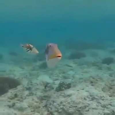 Cursed_Fish