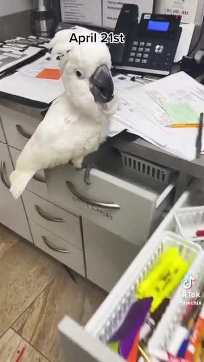 Birb cleaning out the office 