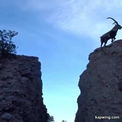 🔥 Family of Goats Jump Over Gap on mountain