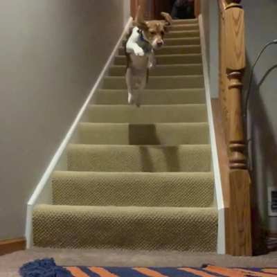 My beagle thinks she’s Underdog