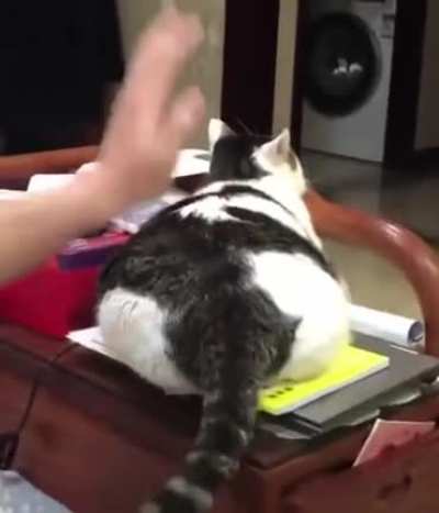 Mega Chonk!