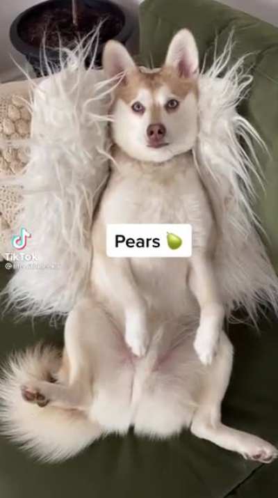 It’s a husky so you know what happens