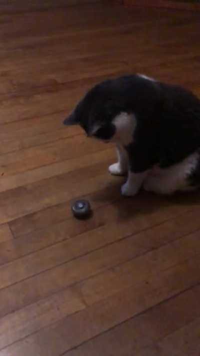L drago vs Cat
