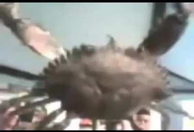 crab