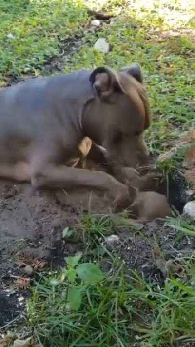 Dogs are very curious and they know when to be gentle