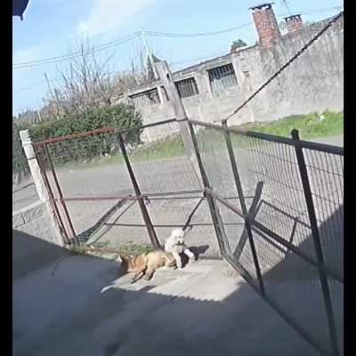 A uruguayo lo intentan robar pero le termina dando una lección de humildad al chorro con un tour gratis por el vecindario.