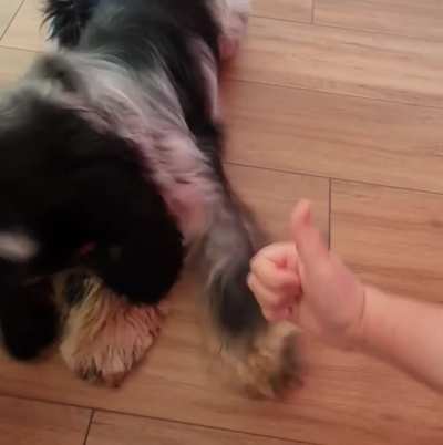 Dog slaps like. INCREDIBILE !