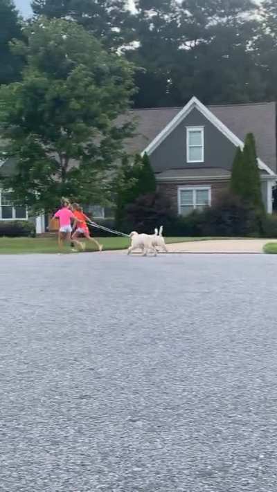 Taking the dogs for a run 