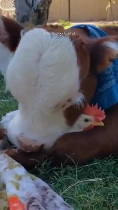 Cow and hen mutual love