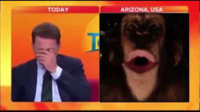 Look at that funny monke.mp4