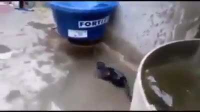 coitado do gato