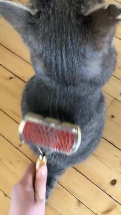 My cat just loves getting brushed