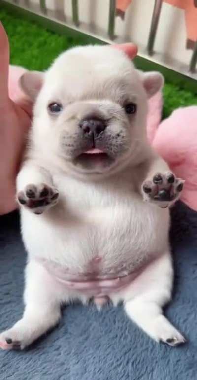 perrito en un volt