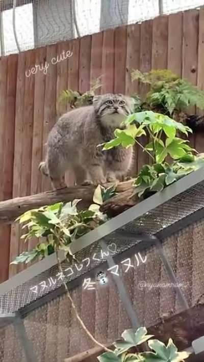 Very cute indeed