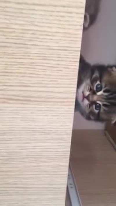 😻😻