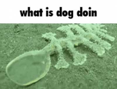 What he doin tho?