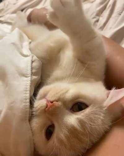 Air biscuits