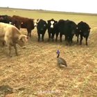 Overleved goose