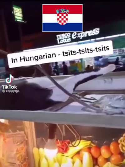 Based Croatian Cat