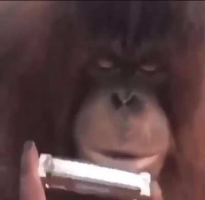 Monke 😳