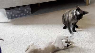 Today, Caramel chose violence.