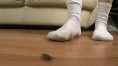 dirty socks