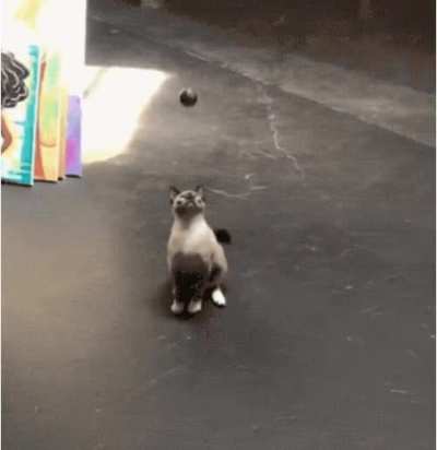 Poor kitty