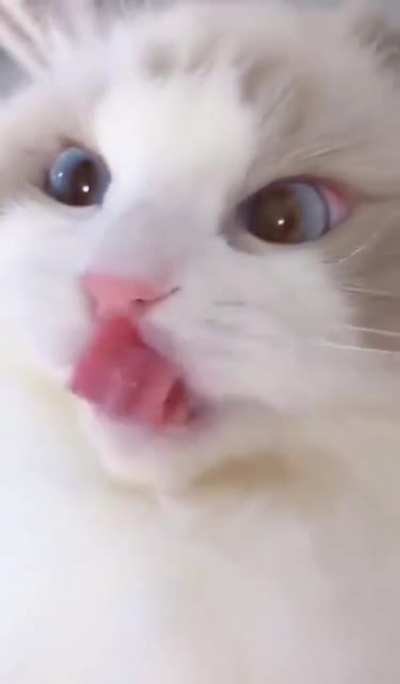 Close up meows <3